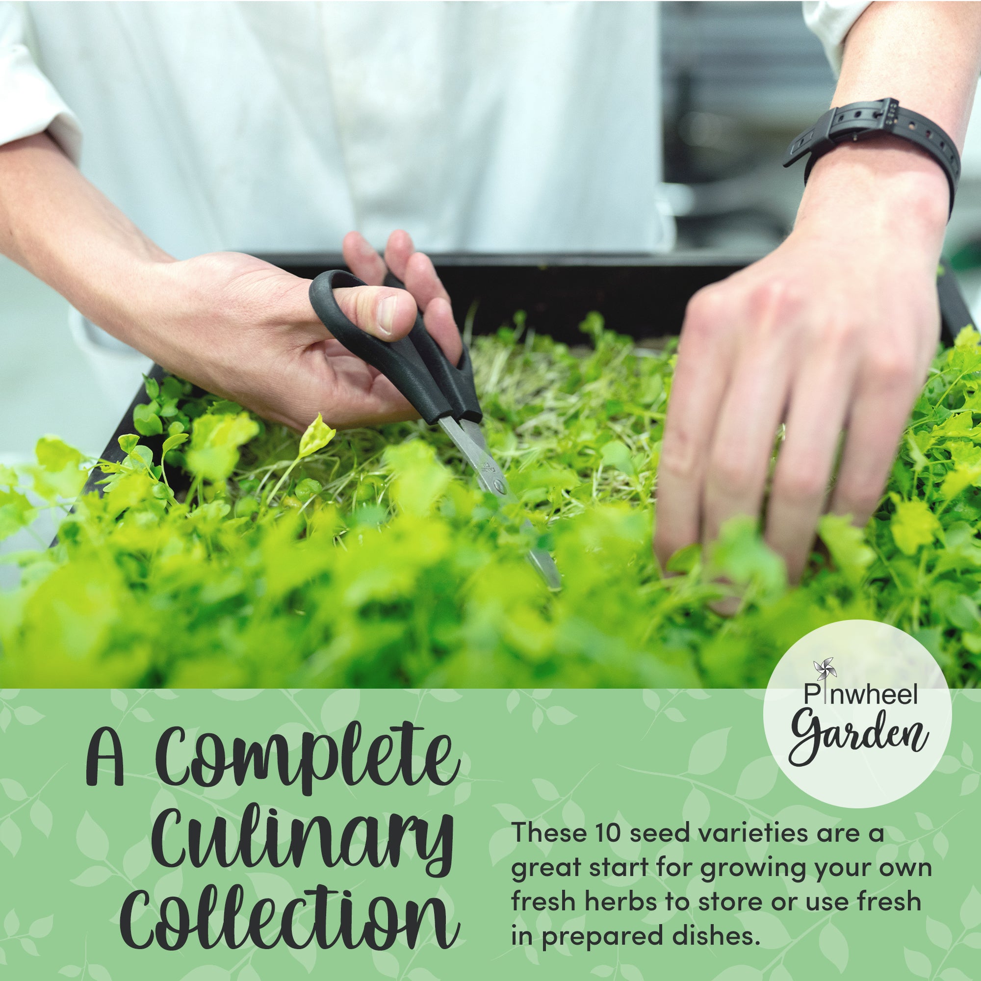 Garden Herb Seeds - 10 Pack Garden Herb Seeds - 10 Pack