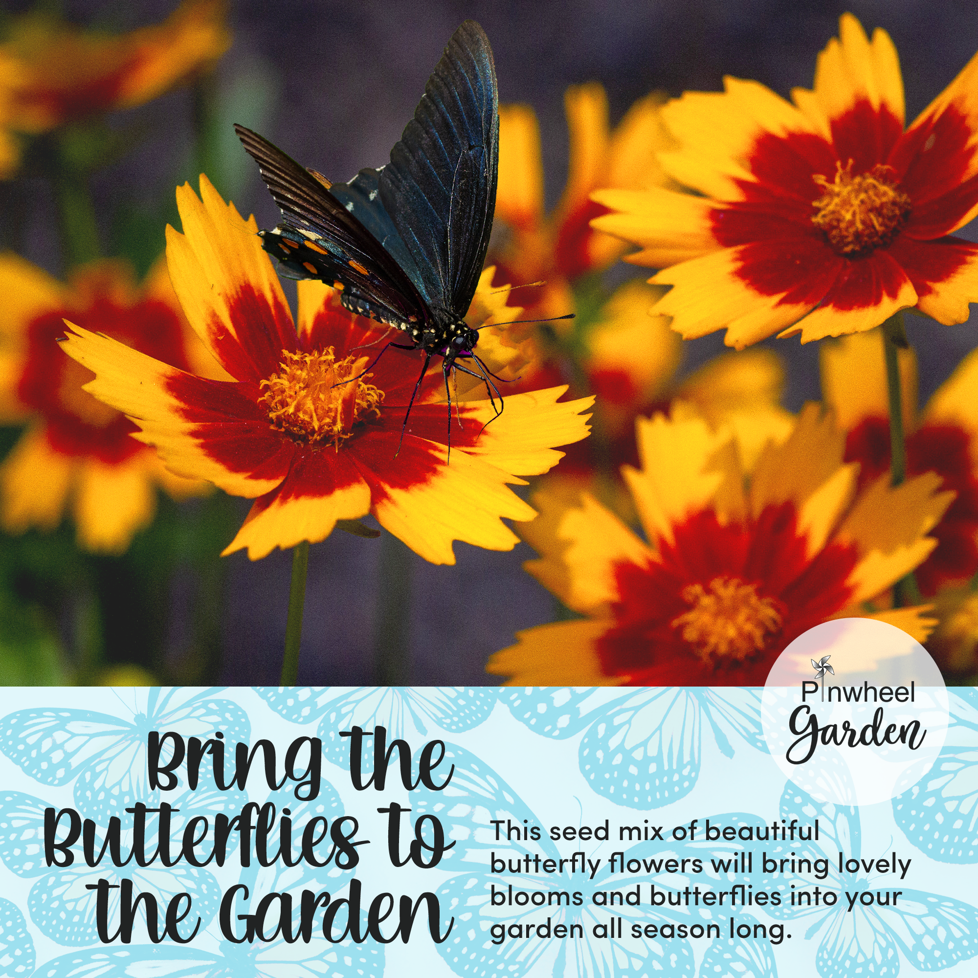 Social Butterfly Flower Seed Mix Social Butterfly Flower Seed Mix