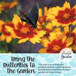 Social Butterfly Flower Seed Mix Social Butterfly Flower Seed Mix